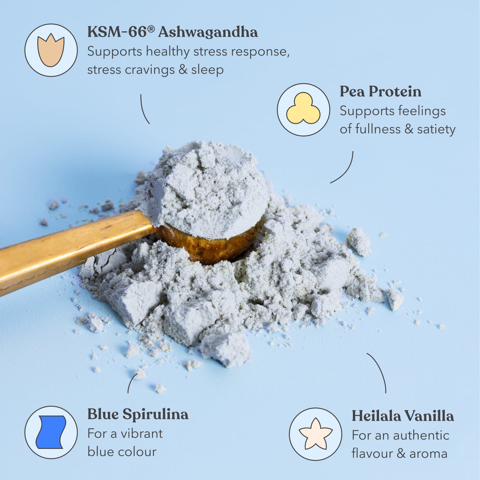 Powdered supplement with a scoop on a light blue background, featuring KSM-66 Ashwagandha, Pea Protein, Blue Spirulina, and Heilala Vanilla.